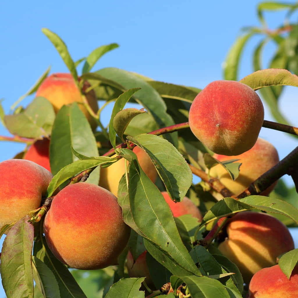 Redskin Peach Tree - image 1
