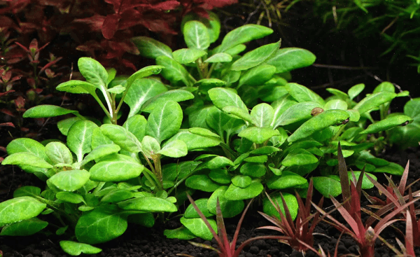 Zwerg Kardinalslobelie / Lobelia cardinalis Mini - NatureHolic In-Vitro Aquarium Pflanze - image 1
