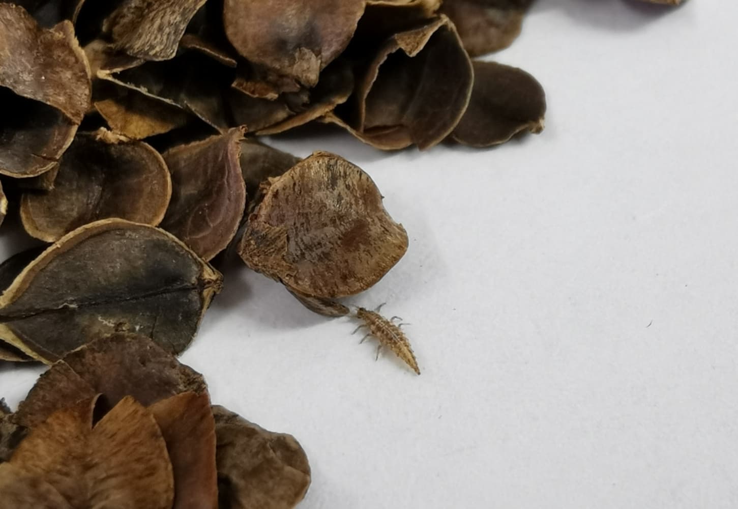 Lacewing Larvae 500 Pack - image 1