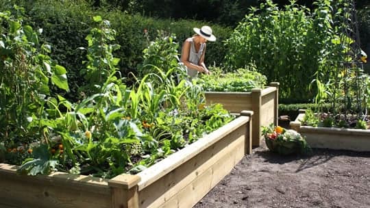 Harrod Horticultural Garden Supplies, Tools & Equipment - image 1