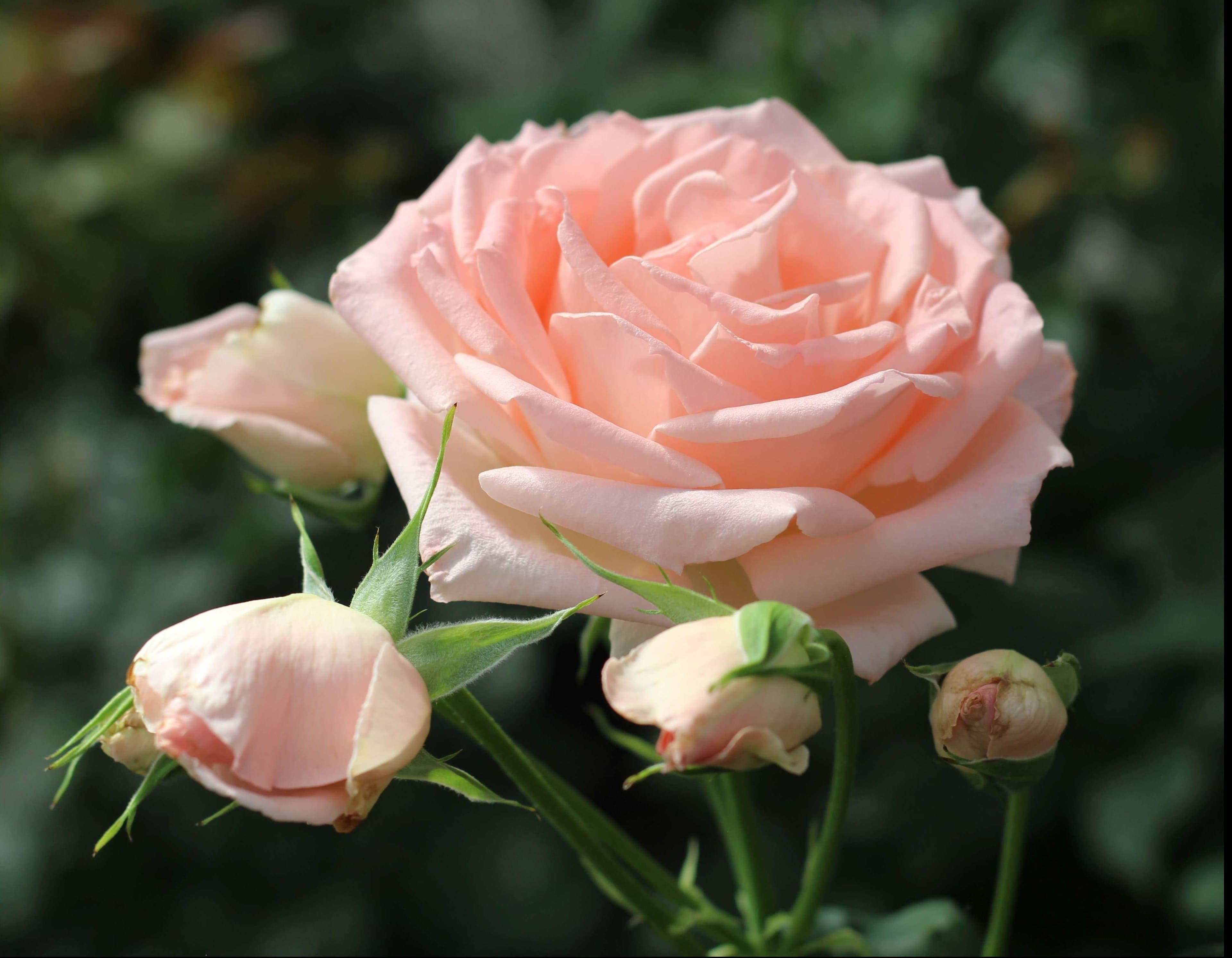 High Country Roses - image 1