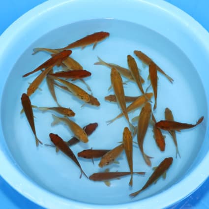 Build-A-Pack-Chagoi – koi #x0300st041-bp - image 1
