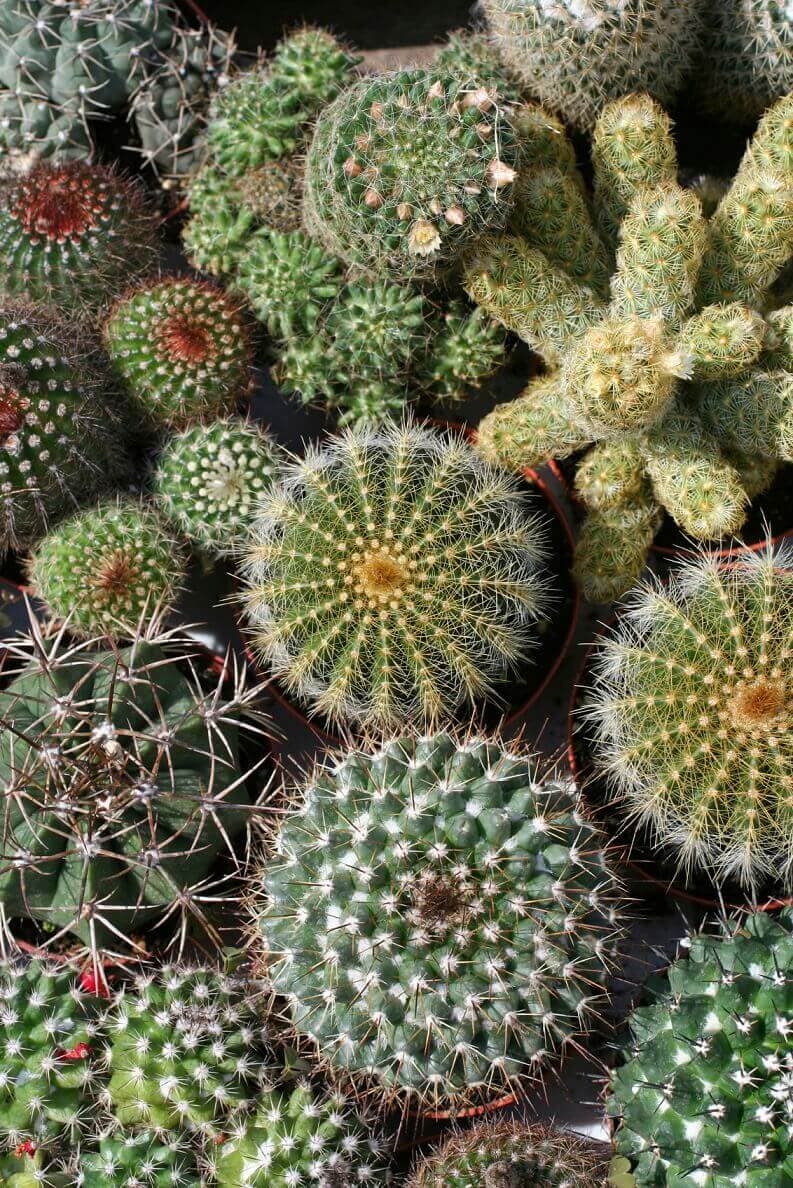 Cactus Mixture Seeds 5075 - image 1