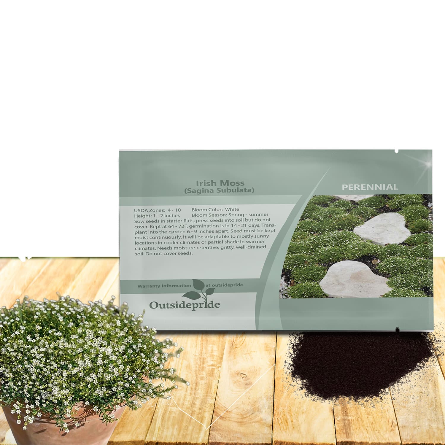 Irish Moss Seeds - image 1