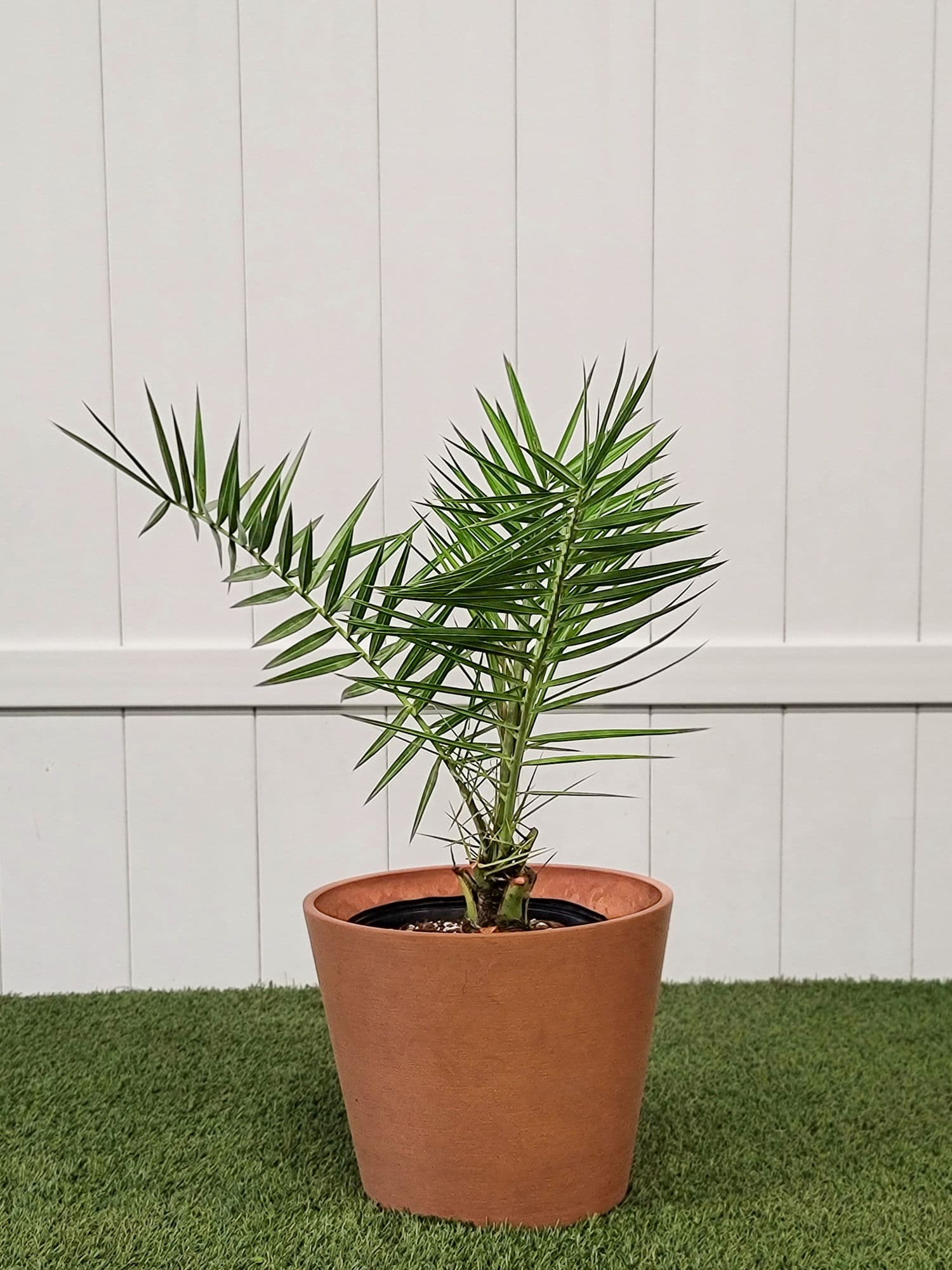 Canary Island Date Palm - image 1