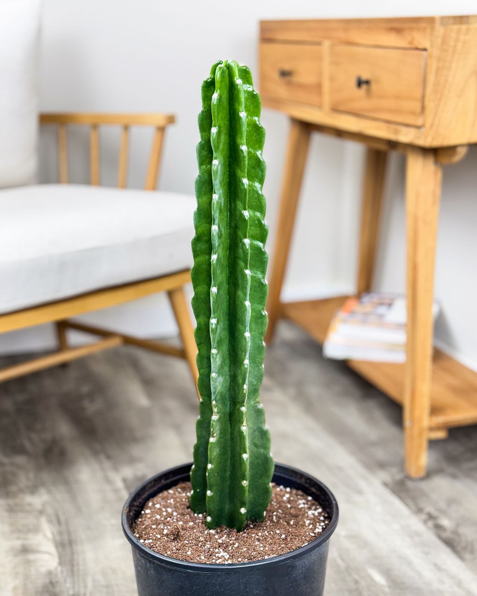 Cuddly Cactus Moisture Meter - image 1