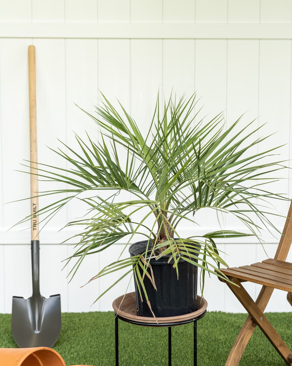 Pindo Jelly Palm (Butia capitata) - image 1