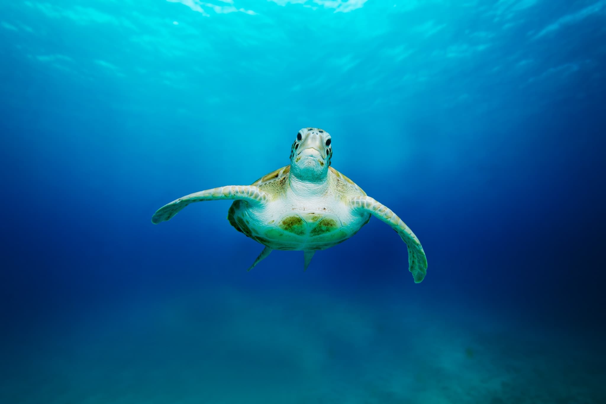 Cat Caribe and Turtles Shore Excursion - image 1