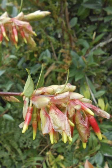 Cavendishia bracteata Mountain Grape - image 1