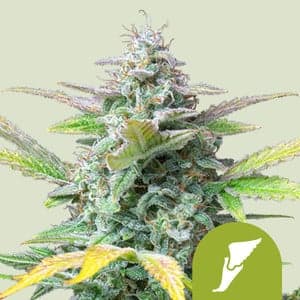 Quick One Autoflowering Cannabis Seeds - image 1