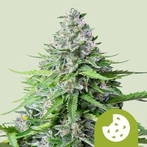 Royal Cookies Auto (Girl Scout Cookies Auto) - image 1