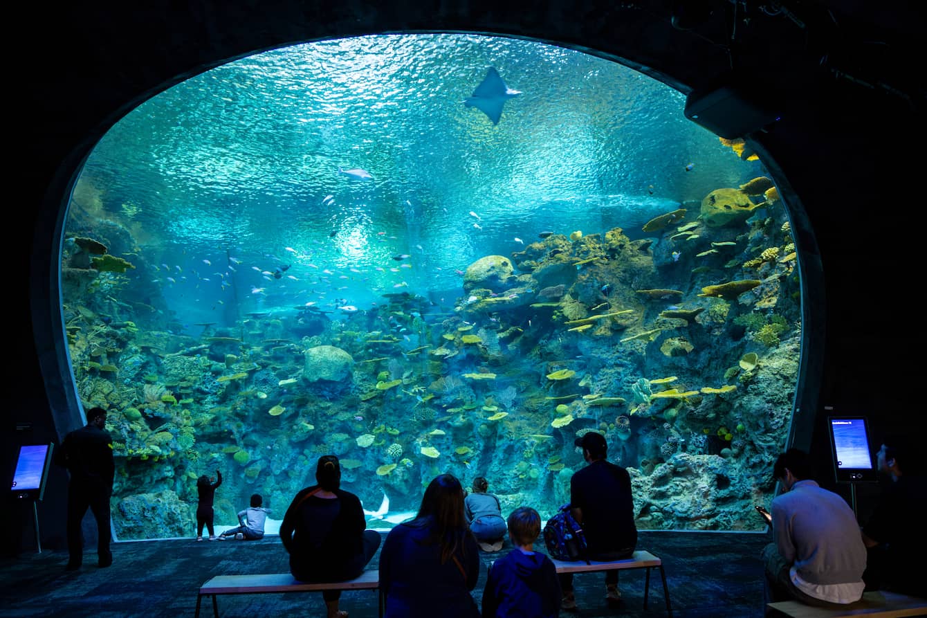 Seattle Aquarium Tickets - image 1