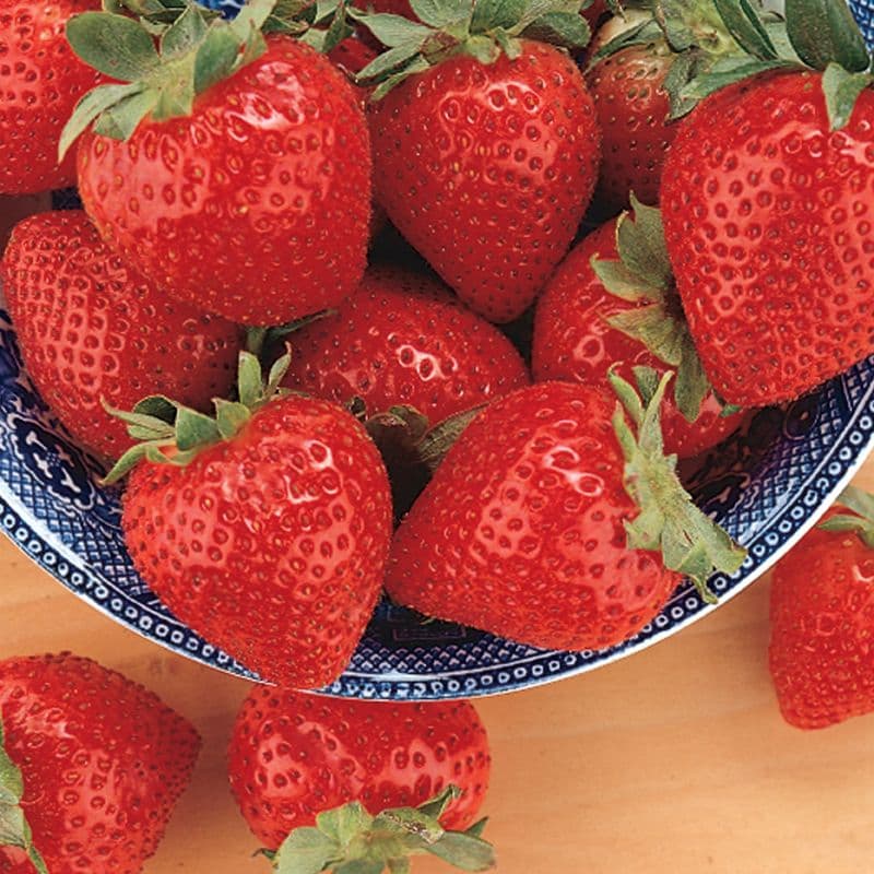 Tristar Strawberry Plant - image 1