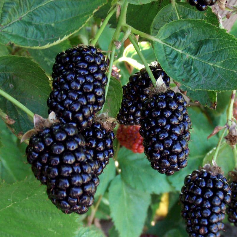 Marionberry Plant - image 1