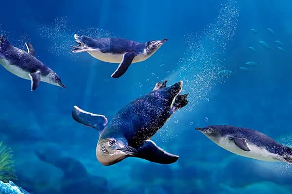 SEA LIFE Sunshine Coast General Admission Ticket - image 1