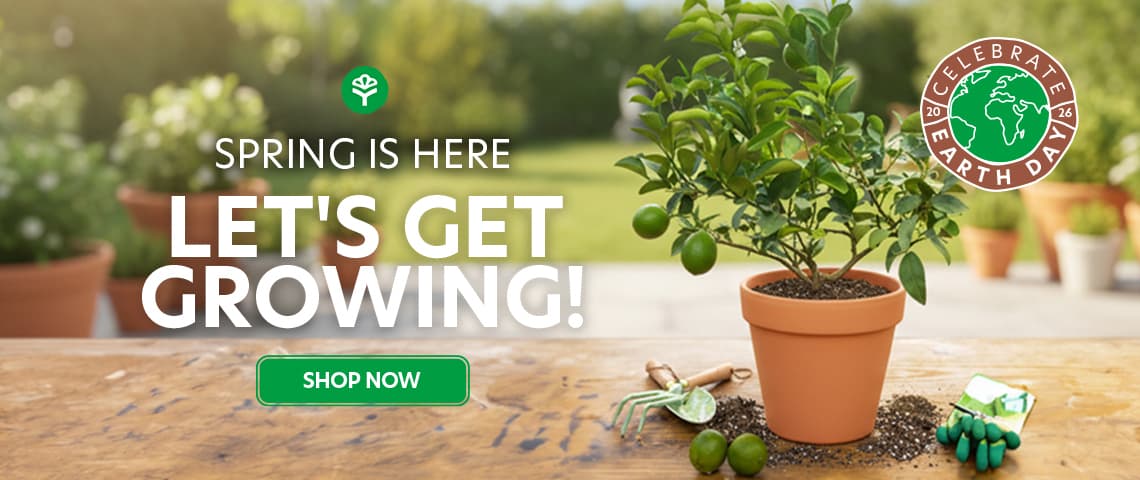 Citrus Trees and Dwarf Citrus Trees - image 1