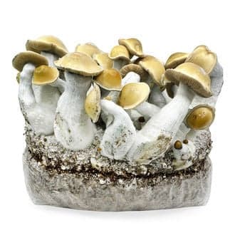Ready-2-Grow Bag 'Makilla Gorilla' Zamnesia - image 1